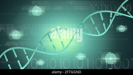 Digitally generated image of dna structures against binary coding on green background Stock Photo