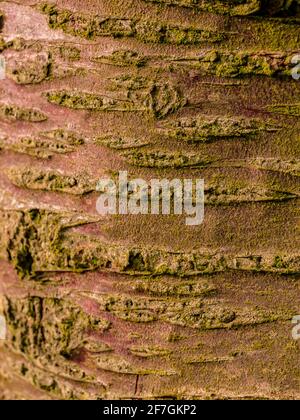 Detail of Wild cherry tree bark, covered with a thin layer of green moss Stock Photo