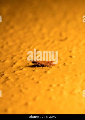 Clothes moth (Tineola bisselliella) - sitting on the wall at night, illuminated by an outdoor lamp Stock Photo