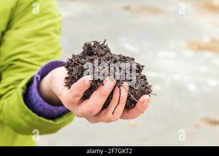 Woman holding a pile of arable soil in her hand. Hands holding soil in farm Stock Photo