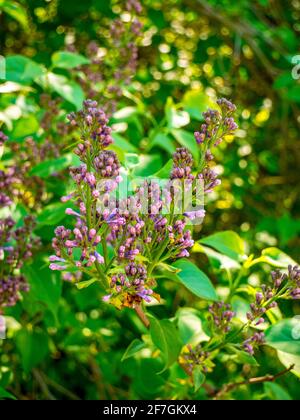 Lilac bush - Syringa vulgaris - view of branches with lots of closed buds Stock Photo