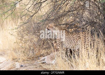 Cheetah (Acinonyx jubatus)  female on kill, Kalahari, Northern Cape, South Africa, African Cheetah are classed as Vulnerable on the IUCN Red List Stock Photo