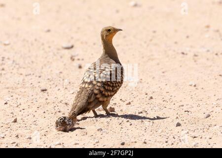 Namaqua Sandgrouse (Pterocles namaqua) male with small chick,  Kalahari, Northern Cape, South Africa Stock Photo