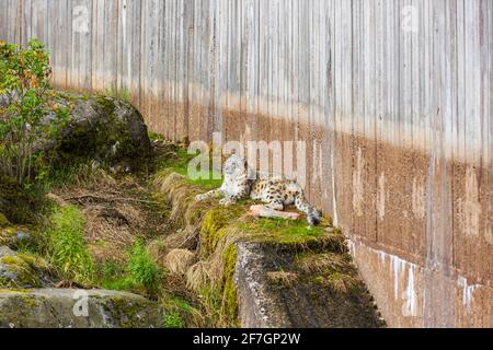 Beautiful view of gorgeous snow leopard laying on rock of Swedish zoo. Stock Photo