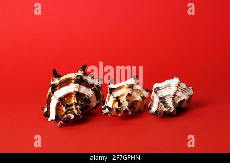 Three decorative sea shells of different sizes isolated on bright red background Stock Photo