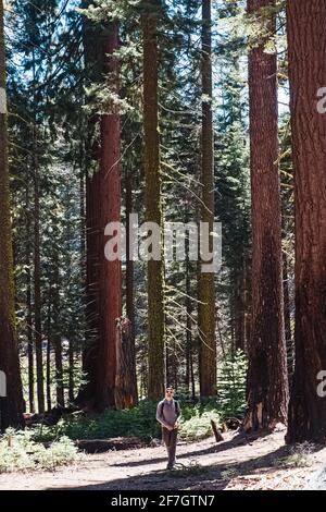 Young man traveler walking through big redwood trees Stock Photo