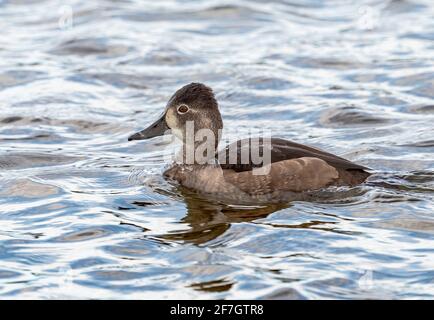 A Ring-necked duck female, swimming in turbulent lake waters in early November. Stock Photo