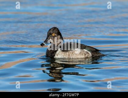 A Juvenile Ring-Necked Duck drake viewed at close range in a vivid blue water lake. Stock Photo