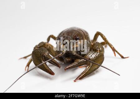 Beautiful live crawfish on a white background Stock Photo