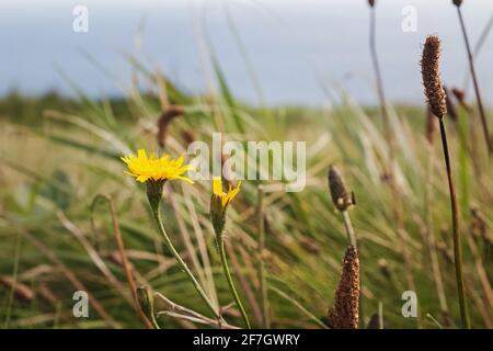 Close-up shot of flowers and grass on the meadow. Stock Photo