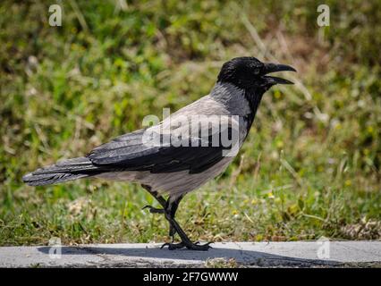 Crow walking on the ground. Stock Photo
