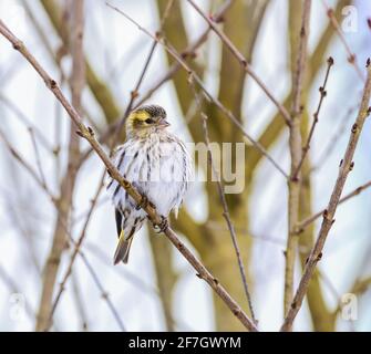 Female black-headed goldfinch sitting on a twig Stock Photo