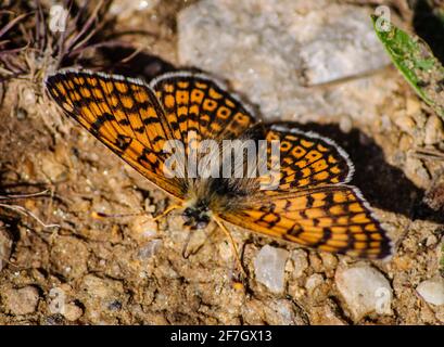 Brown butterfly stands on a ground Stock Photo
