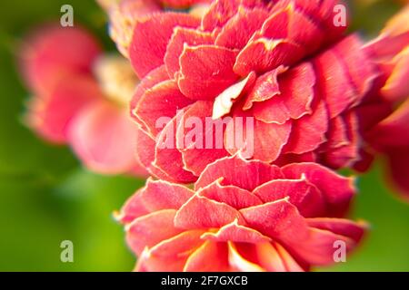 bright red indoor flower Kalanchoe Blossfeld shot close-up with selective focus Stock Photo