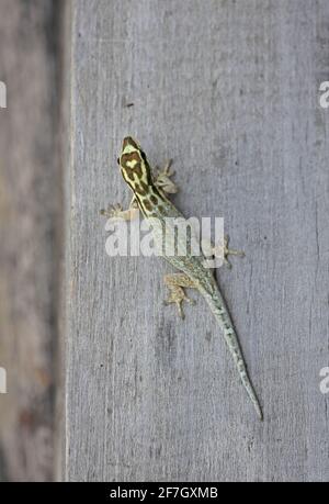 White-headed Dwarf Gecko (Lygodactylus picturatus) adult on wooden post Mwaluganje Elephant Reserve, Kenya     November Stock Photo
