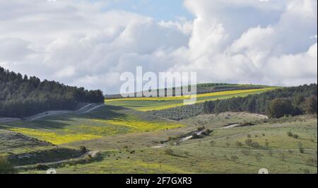 View of large agricultural areas of olive trees in the Andalusian countryside (Spain) Stock Photo