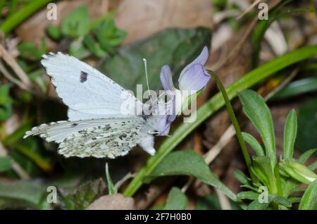 Falcate Orangetip, Anthocharis midea, female nectaring from Johnny Jump-up, Viola bicolor Stock Photo