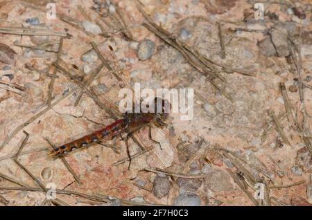 Variegated Meadowhawk, Sympetrum corruptum, male Stock Photo