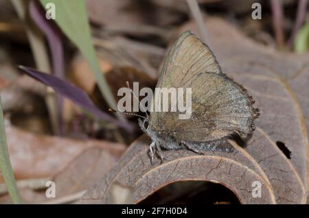 Frosted Elfin, Callophrys irus Stock Photo
