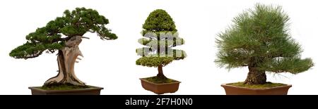 Set of miniature bonsai trees isolated on white background. Dwarf pine for house design. Japanese tree and Ornamental plant Stock Photo