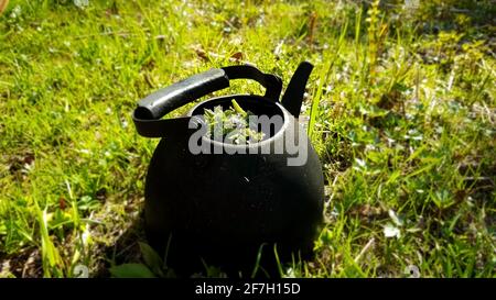 Tea from forest herbs in a kettle in the forest. Picnic concept. Stock Photo