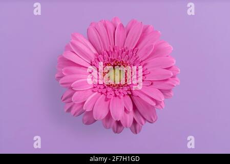 Pink gerbera daisy flower isolated on light purple background Stock Photo