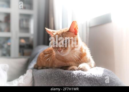 brown tabby cat lying on the sofa under the light of the window Stock Photo