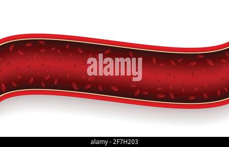 Vascular section with red blood cell. Stock Vector