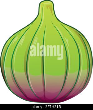 Fig, purple whole fruit . Vector illustration cartoon flat  isolated on white. Stock Vector