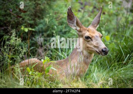 doe mule deer trying to rest on the grass Stock Photo