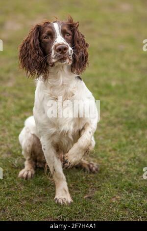 cocker spaniel with pheasant Stock Photo