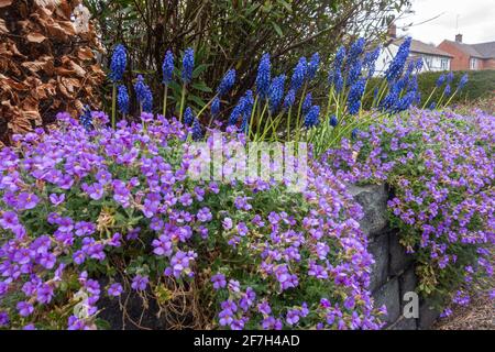 A raised flower bed with violet aubretia tumbling forward and blue spikes of grape hyacinth behind seem in spring (April) in a garden in The UK. Stock Photo