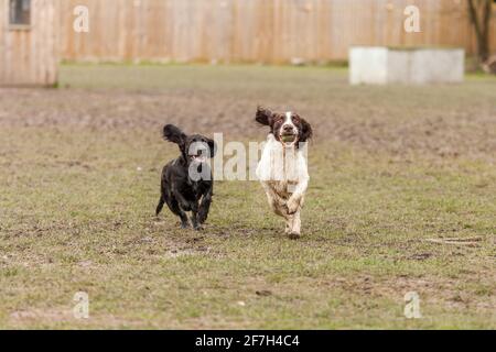 cocker spaniel with pheasant Stock Photo