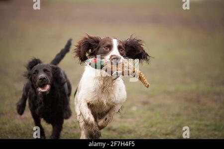 cocker spaniel sitting Stock Photo