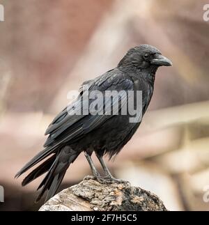 Crow sitting on a tree stump, close up, in summer, in Scotland Stock Photo
