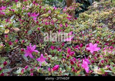 Azalea Mariesii Azalea – deep pink flowers and small pinnate leaves ...