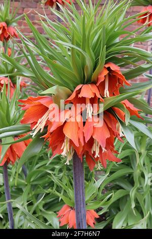 Fritillaria imperialis Orange Beauty Crown imperial Orange Beauty - giant orange bell-shaped flowers with leaf crown, April, England, UK Stock Photo