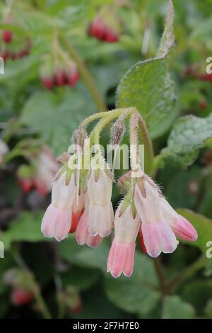 Symphytum ‘Hidcote Pink’ Comfrey Hidcote Pink - arching clusters of pink and white bell-shaped flowers,   April, England, UK Stock Photo