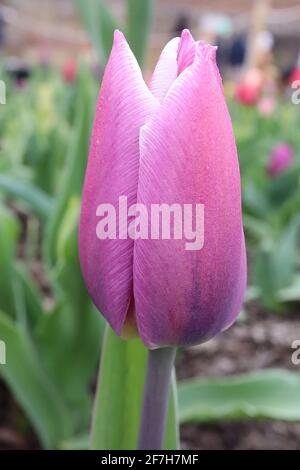 Tulipa ‘Synaeda Blue’  Triumph tulip 3 Synaeda Blue tulip – deep pink flowers, light pink to white edges, dark blue basal flame, purple stem,  April, Stock Photo