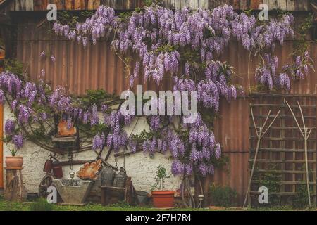 Rural side photo of wisteria plant growing up the wall with vintage retro farming ornaments such as wheels, racks, pots and so on on a display on the Stock Photo