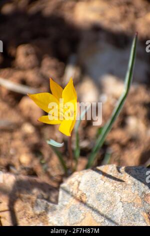 Vertical Close-up shot of Wild Tulip (Tulipa Sylvestris) Stock Photo