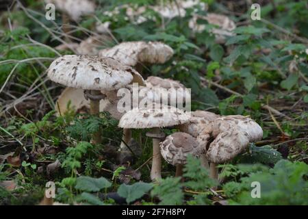 Fungus Growing On The Ground In Damp Woodlands - White And Grey Fungi / Mushroom - Wet Ground - Filey Dams - Yorkshire - UK Stock Photo