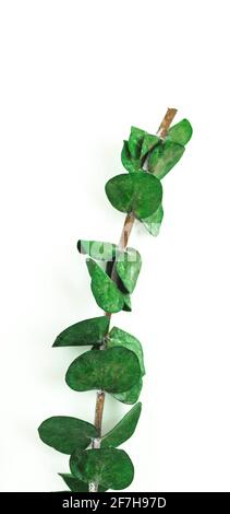 Dry green branch close-up on a white background, dried eucalyptus macro Stock Photo