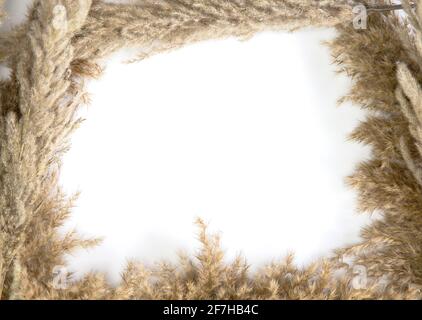 Pampas grass in natural colors isolated on white background with copy space, Flat lay Set of dry flowers retro modern design framed background Stock Photo