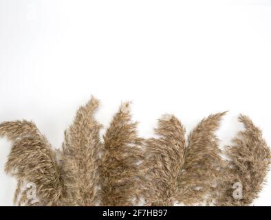 Pampas grass in natural colors isolated on white background with copy space, Flat lay Set of dry flowers retro modern design framed background Stock Photo