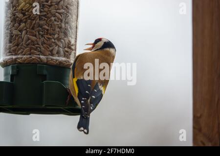 close up of a goldfinch dining out on the bird feeder sun flower heart seeds Stock Photo