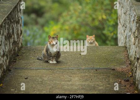 Two hungry cats on a concret staircase. One of the cats is sitting on top and other is hiding in the back on a green environment Stock Photo