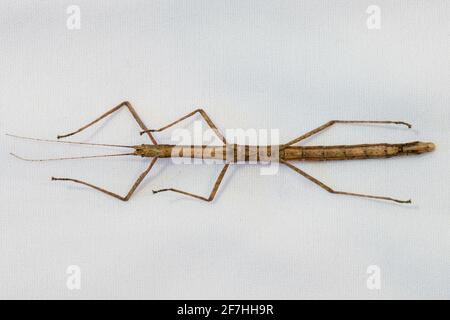 View of the underside of a common Indian stick insect pet Stock Photo