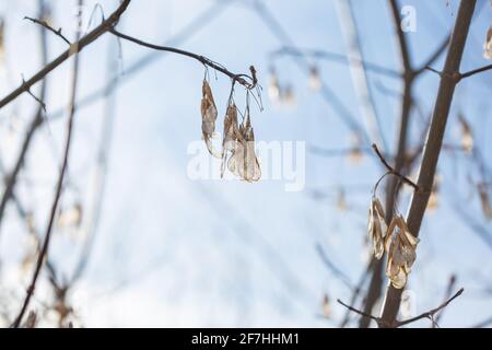 Dry American Maple Seeds Hang on Empty Tree Branches in Spring. Stock Photo