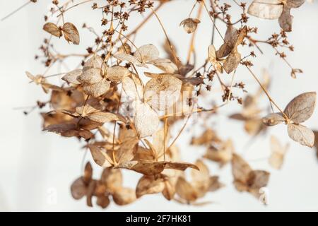 Dry hydrangea flowers on a bush, beautiful natural background, macro photo Stock Photo